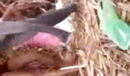 एक तन हिंदी में सेक्सी वीडियो मूवी लड़की के साथ सेक्स