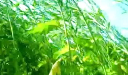 बार में छिपे सेक्स हिंदी मूवी हुए कैमरे