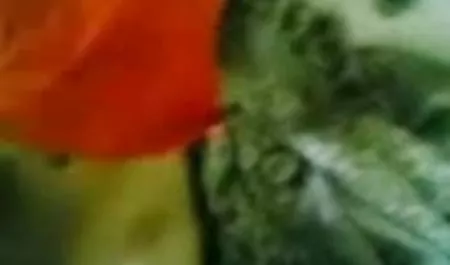 लानत है, गुदा, एशियाई, सेक्सी पिक्चर इन हिंदी कमबख्त, लिंग